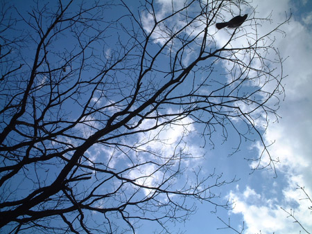061029_bird.jpg