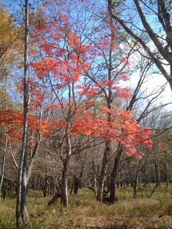 061029_kouyou.jpg