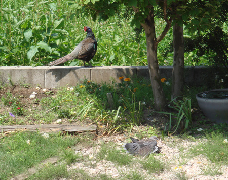 キジと鳩